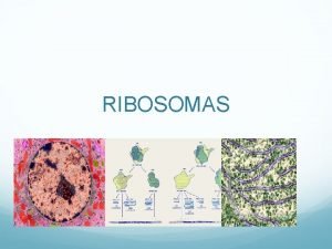 RIBOSOMAS SON ORGANELOS NO MEMBRANOSOS GRANULARES SUSPENDIDOS EN