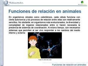 Animales sin sistema nervioso