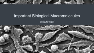 Monomers that make up proteins