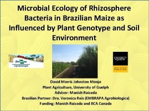 Microbial Ecology of Rhizosphere Bacteria in Brazilian Maize