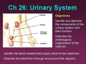 Ch 26 Urinary System Objectives Identify and describe