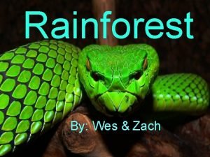 Rainforest weswes