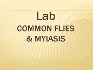Lab COMMON FLIES MYIASIS Phylum Arthropoda Class Insecta