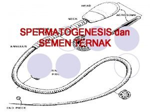 SPERMATOGENESIS dan SEMEN TERNAK SPERMATOGENESIS Pembentukan dan Perkembangan