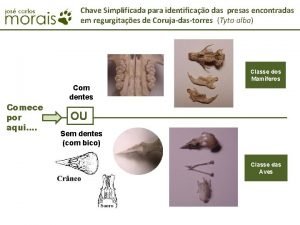 Chave Simplificada para identificao das presas encontradas em