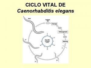 CICLO VITAL DE Caenorhabditis elegans FERTILIZACIN DEL OOCITO