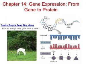 Chapter 14 Gene Expression From Gene to Protein