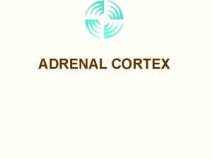 ADRENAL CORTEX Introduction Adrenal Location Superior Pole of