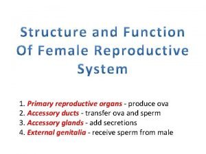 1 Primary reproductive organs produce ova 2 Accessory