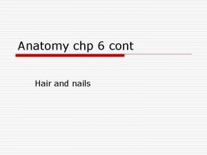 Anatomy chp 6 cont Hair and nails Hair