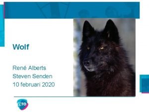 Wolf Ren Alberts Steven Senden 10 februari 2020