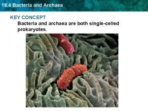 18 4 Bacteria and Archaea KEY CONCEPT Bacteria