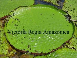 Victoria Regia Amazonica La Victoria regia tambin llamada