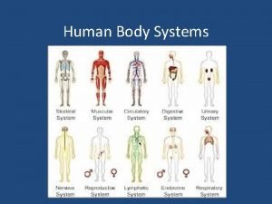 What are all the systems in the human body
