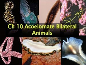 Ch 10 Acoelomate Bilateral Animals Acoelomate Bilateral Animals