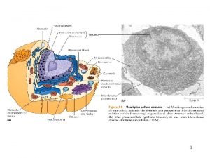 1 Cromosoma 4 Nucleo 5 Citoscheletro Microtubuli microfilamenti