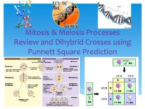 Mitosis Meiosis Processes Review and Dihybrid Crosses using