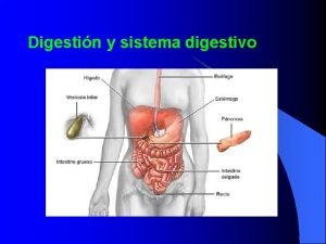 Digestin y sistema digestivo Importancia de la digestin