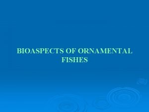BIOASPECTS OF ORNAMENTAL FISHES GUPPY GUPPY Classification Family