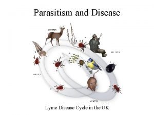 Parasitism and Disease Lyme Disease Cycle in the