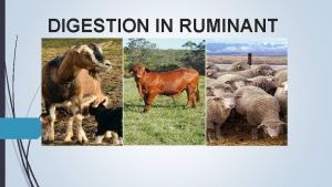 DIGESTION IN RUMINANT WHAT IS A RUMINANT ANIMAL