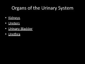 Organs of the Urinary System Kidneys Ureters Urinary