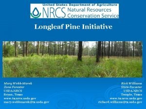Longleaf Pine Initiative Mary WebbMarek Zone Forester USDANRCS