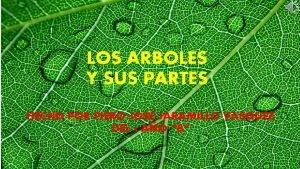 Un árbol con sus partes Un árbol con sus partes