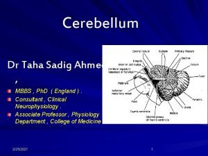 Cerebellum Dr Taha Sadig Ahmed MBBS Ph D