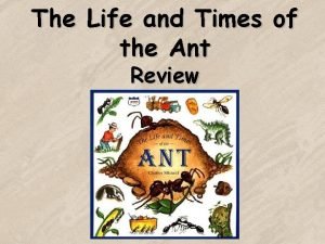Life and times of the ant
