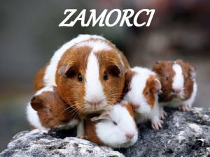 ZAMORCI Jesam li prava ivotinja za tebe Zamorii