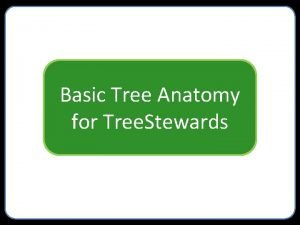 Basic Tree Anatomy for Tree Stewards Restoring enhancing