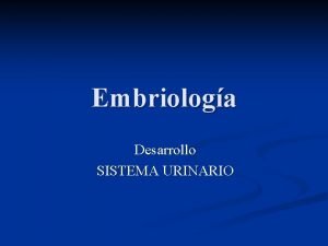 Embriologa Desarrollo SISTEMA URINARIO Mesodermo intermedio Sistema urogenital