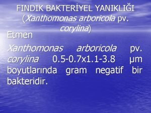 FINDIK BAKTERYEL YANIKLII Xanthomonas arboricola pv corylina Etmen