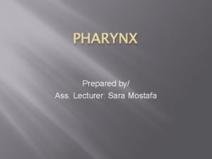 Pharynx muscle