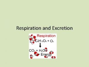 Respiration and Excretion Respiration The Respiratory System A