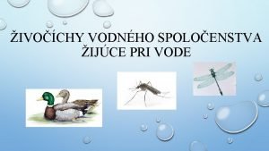 IVOCHY VODNHO SPOLOENSTVA IJCE PRI VODE KAICA DIV