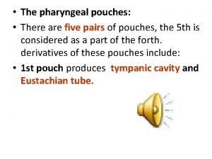 Lingual pouch definition