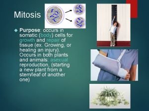 Mitosis Purpose occurs in somatic body cells for