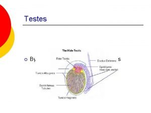 Functions of testis