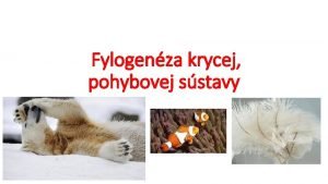 Fylogenza krycej pohybovej sstavy Krycia sstava pokryv tela