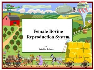 Bovine female reproductive system
