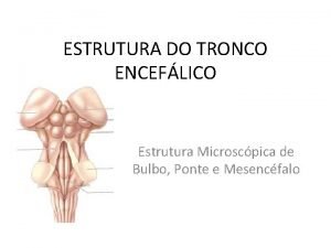 ESTRUTURA DO TRONCO ENCEFLICO Estrutura Microscpica de Bulbo