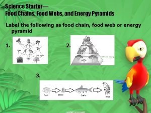 Science Starter Food Chains Food Webs and Energy