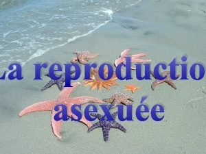 La reproductio asexue Les Bactries Reproduction asexue chez