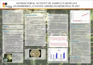 ANTIBACTERIAL ACTIVITY OF SAMBUCUS MEXICANA ELDERBERRY A NATIVE