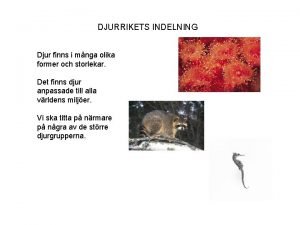 Djur indelning grupper