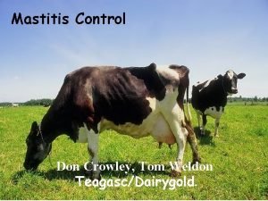 Mastitis Control Don Crowley Tom Weldon TeagascDairygold Mastitis