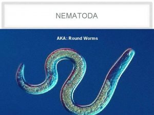 Reproduction in roundworms