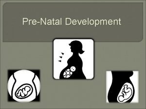 PreNatal Development Prenatal Baby Development of the baby